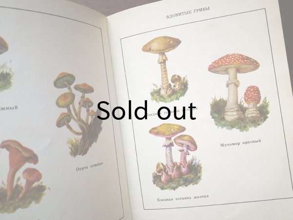 画像5: ソヴィエト　きのこ、あなたの森　1975年