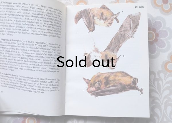 画像5: ハンガリー　ミニ図鑑「小型哺乳類」　1981年