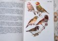 画像4: ハンガリー　ミニ図鑑「観賞用の鳥」　1976年 (4)