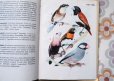 画像3: ハンガリー　ミニ図鑑「観賞用の鳥」　1976年 (3)