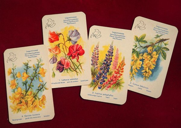 画像2: 東ドイツカードゲーム　「美しい花」