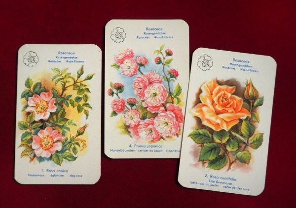 画像4: 東ドイツカードゲーム　「美しい花」
