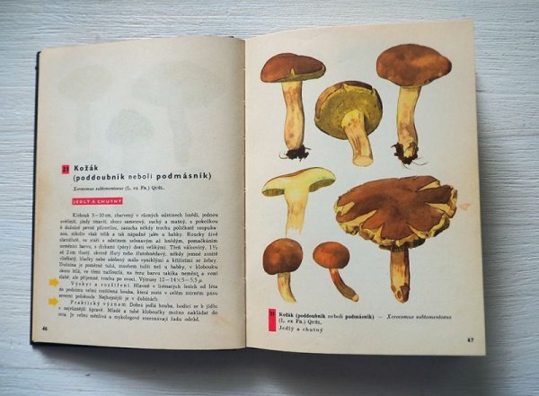 画像5: チェコスロヴァキア　きのこガイド　第4版　1962年