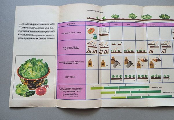 画像2: ソヴィエト　サラダのリーフレット　1983年