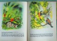 画像8: ブルガリア　森のお話　1965年　大型絵本　ドイツ語