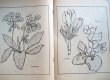 画像3: ソヴィエト冊子絵本塗り絵　植物　1978年 (3)