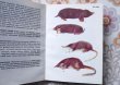 画像4: ハンガリー　ミニ図鑑「小型哺乳類」　1981年 (4)