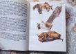 画像5: ハンガリー　ミニ図鑑「小型哺乳類」　1981年 (5)